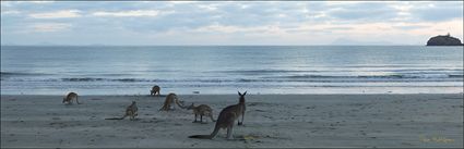 Kangaroos at sunrise - Cape Hillsborough NP - QLD (PBH4 00 15211)